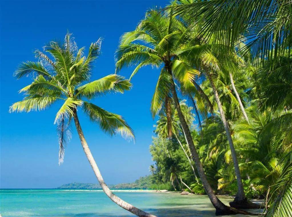 海滩椰树,美丽的风景