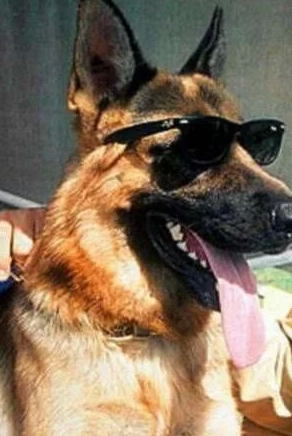 德国女伯爵利本施泰因的宠物狗恐怕是世界上最富有的狗了吧,利本