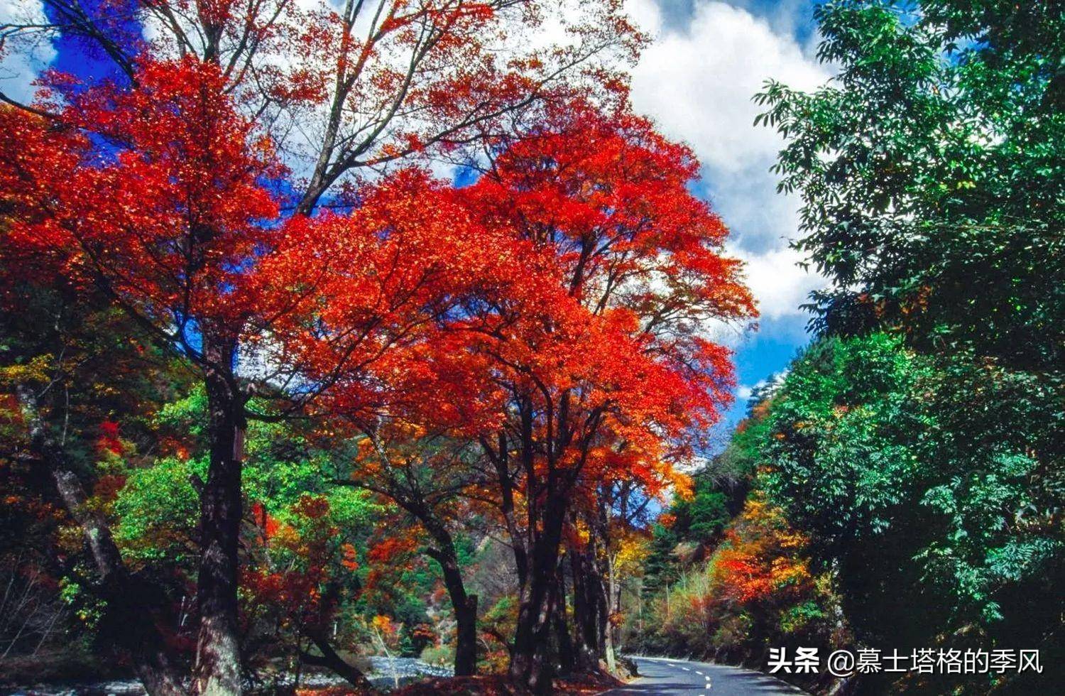 黄栌树,黄荆树等树种,在20多天的观赏期内渐次变色,黄色,金色,红色