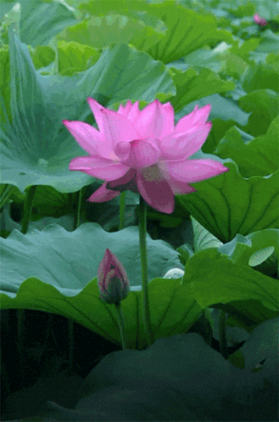 百亩太空荷花开了!南充嘉陵这个地头邀你去赏荷赏花,过端午节