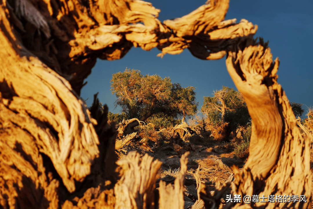 一生一定要去看次胡杨林,金秋十月