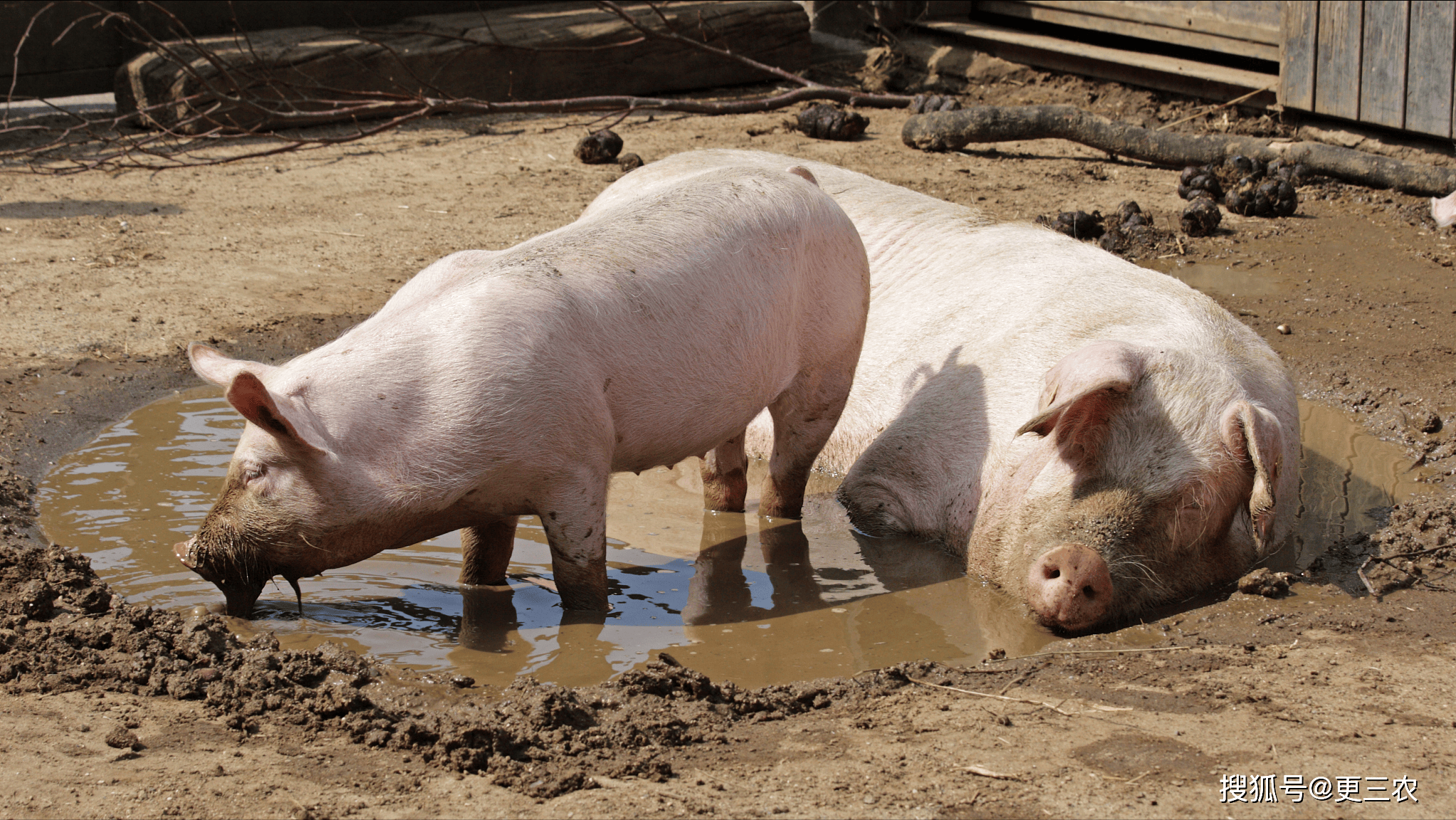 【今天猪价】6月9日猪价"一夜下跌"!屠企压价彻底爆发!