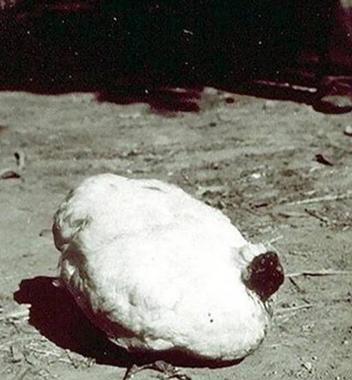 70年代无头鸡麦克:在失去头部后存活了整整十八个月