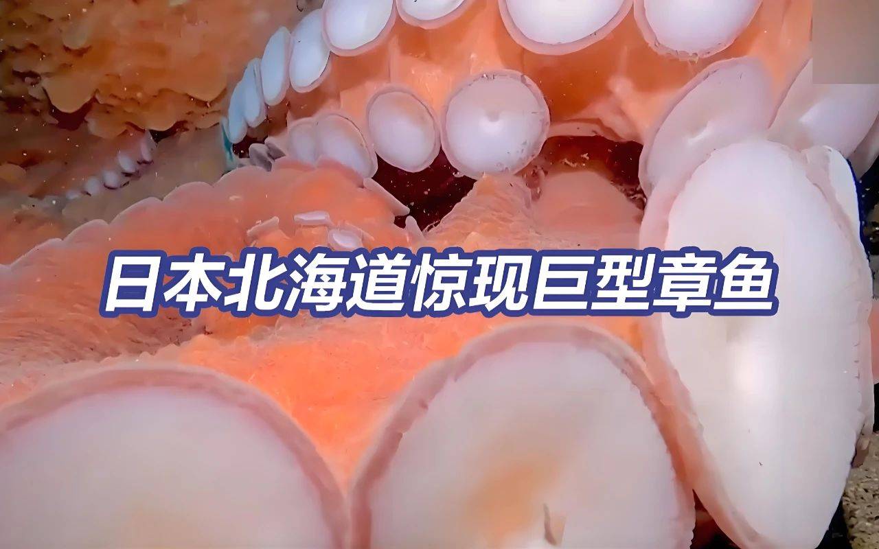 日本出现巨型章鱼,变异疑虑与核污染猜想交织