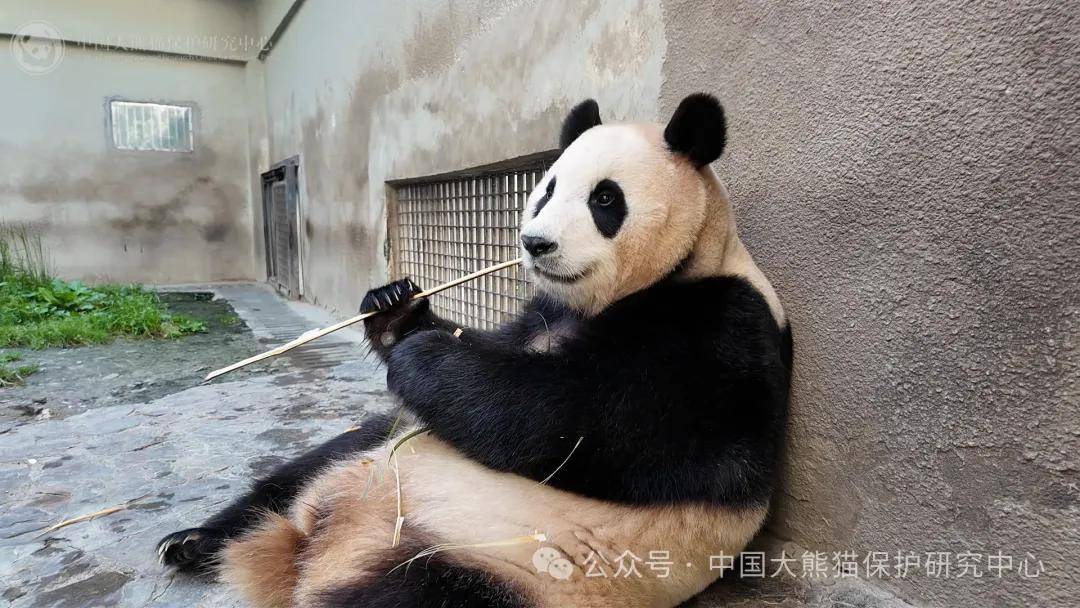 今年4月3日,大熊猫福宝结束在韩国爱宝乐园的旅居生活,回到中国并