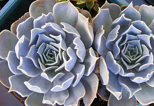 粉红色的多肉丽娜莲,精美雅致,越看越好看!