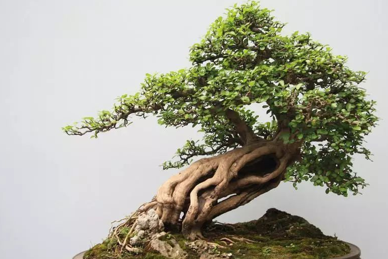 花卉盆景喜阳还是耐阴,教您观叶辨阴阳