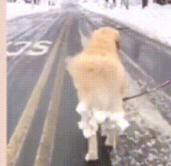 下雪天将金毛带出外面溜,回家时竟沾满雪球,简直不要太好玩!