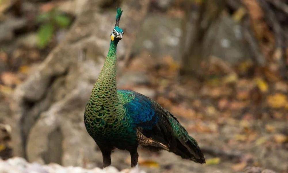 2020年,全国不足500只的绿孔雀,逼停云南玉溪价值39亿水电项目