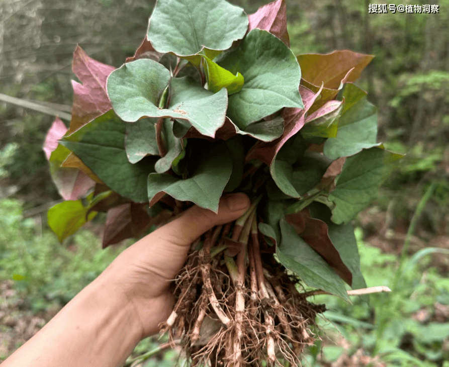 味道_食用_野菜