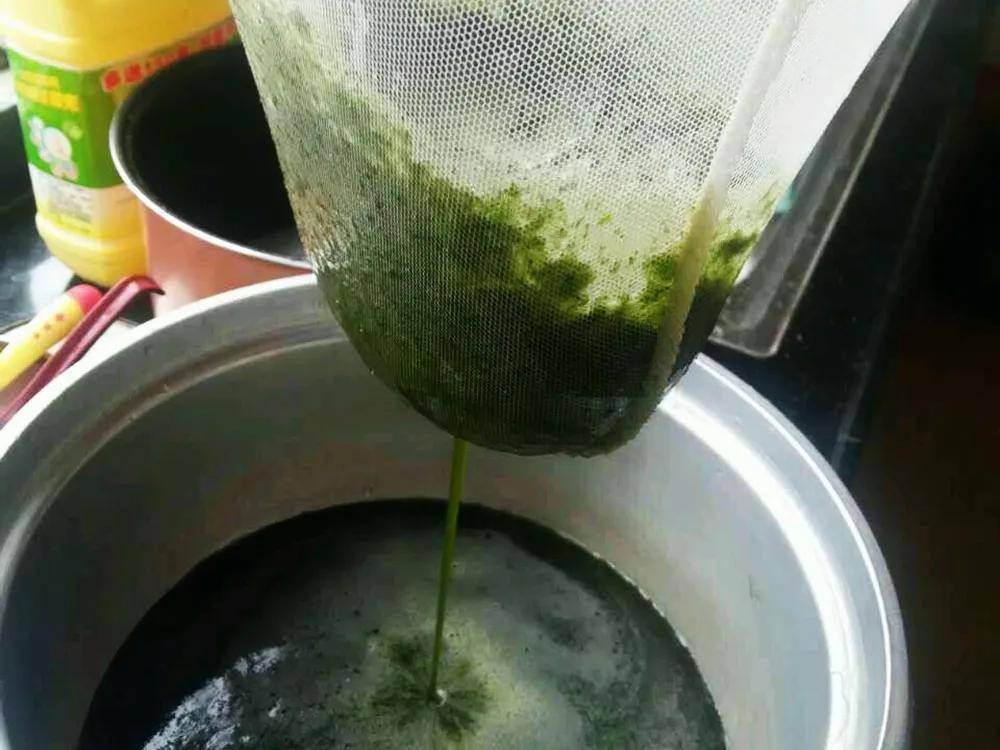 用来做凉粉是一绝,民间俗称"烧仙草",晒干15元/斤_种植_绿色_口感