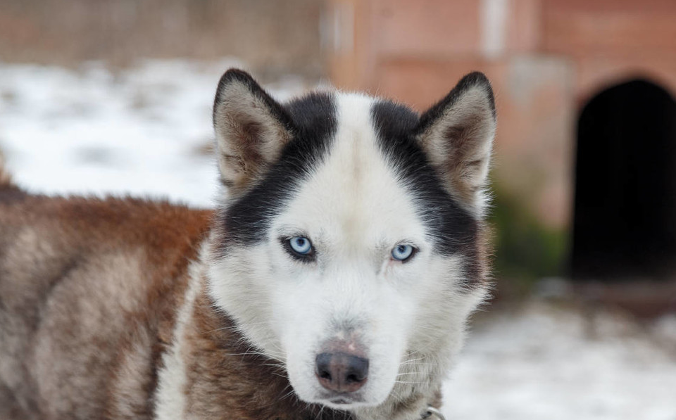 二哈的主人比二哈还二,是一种什么体验……_哈士奇_狗狗_过山车