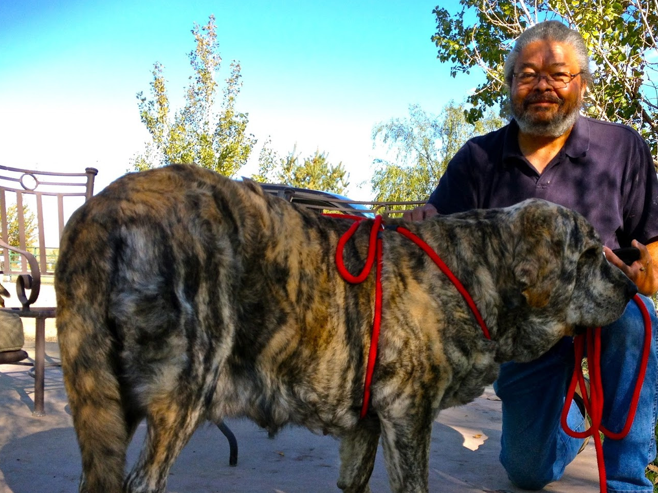 欧洲皇室专供獒犬,被誉为"欧洲獒王",体积是藏獒的2倍