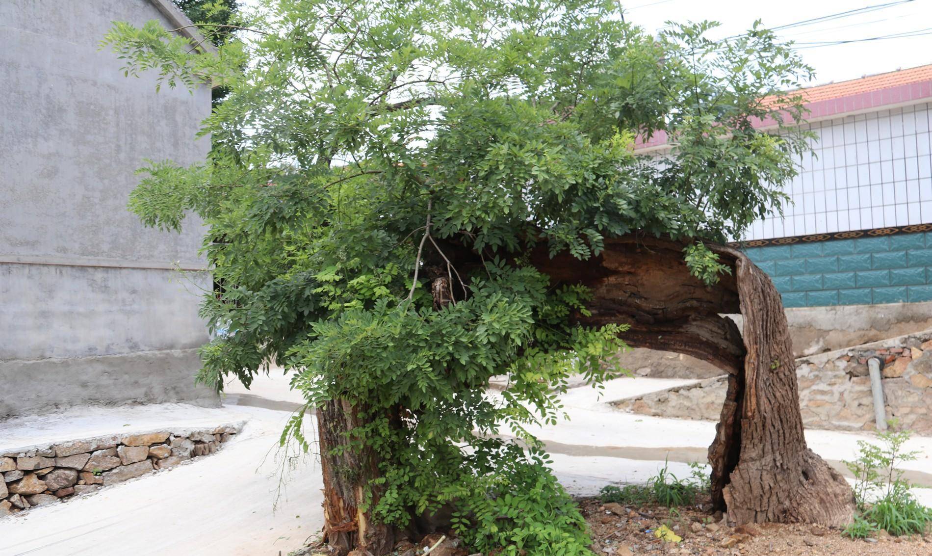 其中两棵保留到现在_高家沟_大槐树_村庄