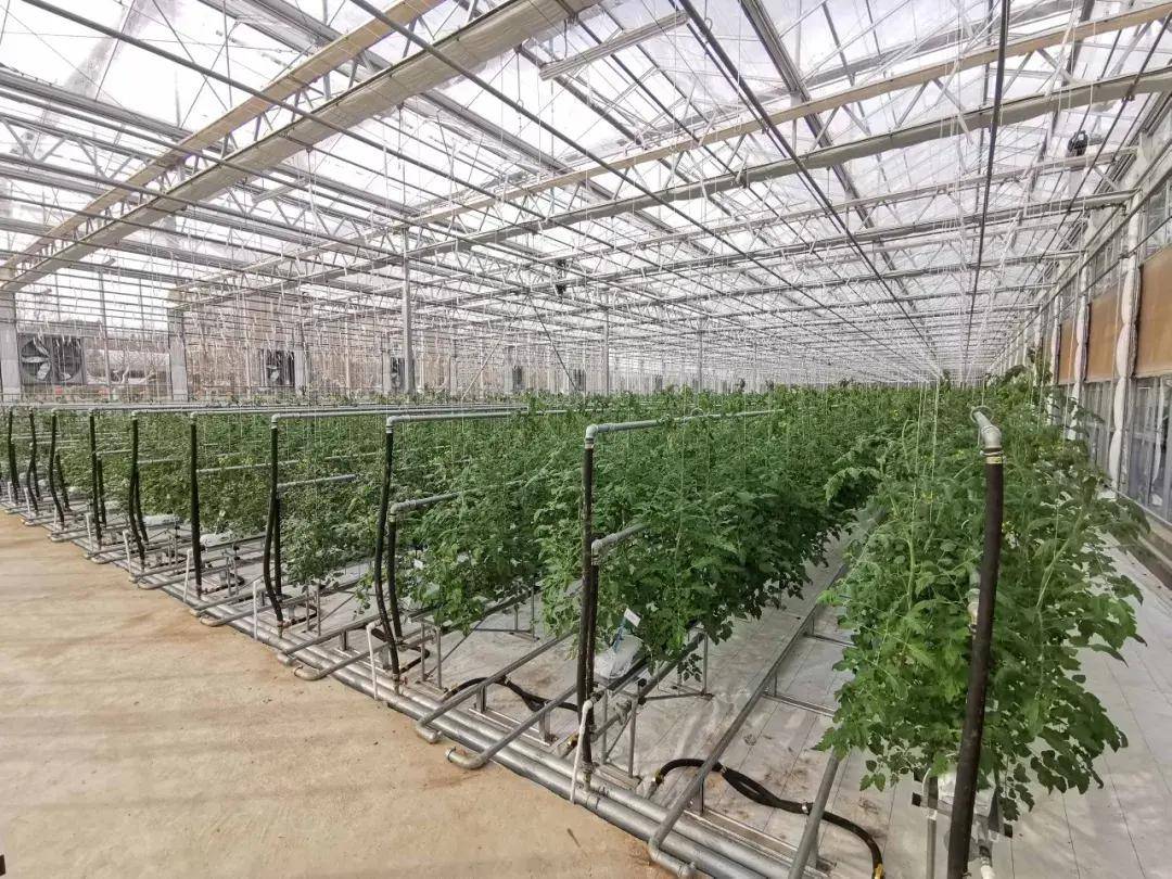 智能农业新典范:烟台农科院现代化温室投入使用