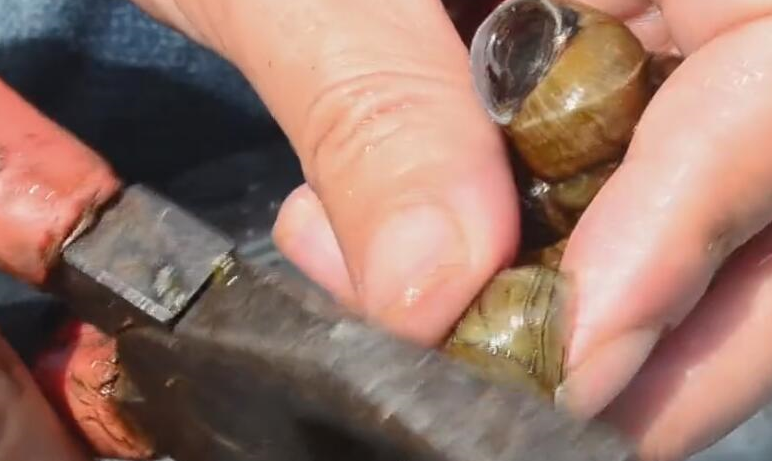 泡过一个晚上之后就可以准备煮了,煮之前要把螺的屁股给剪掉,以免吃的