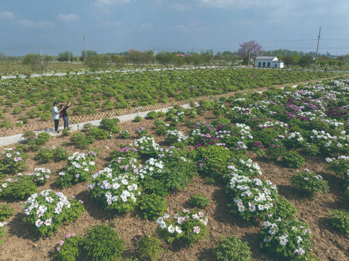 助力牡丹芍药产业创新驱动 发展行动对接交流会举行_菏泽市_种植