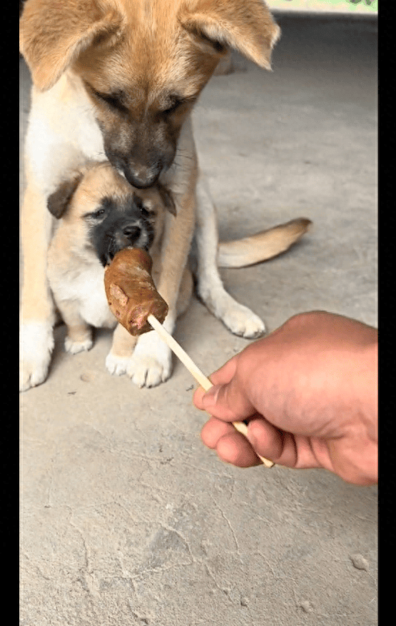 小狗想吃主人手里的香肠,被狗妈拦住教育!主人手上的食物不能吃