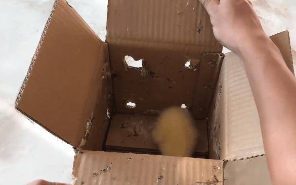 男子网购一只小黄鸭,饲养8个月后,体型不是一般家庭能接受的