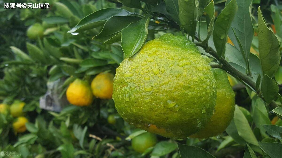 绿美人柑橘品种介绍