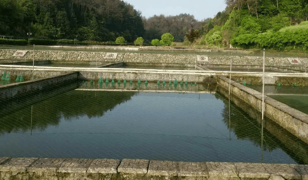 甲鱼池塘建设图片大全图片