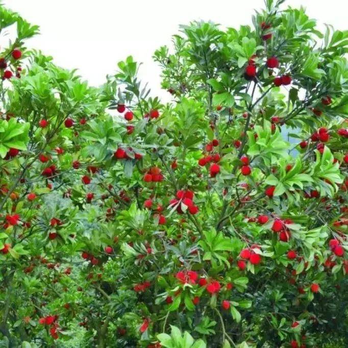 摘杨梅 徒步栲栳山 一路溪水杨梅相伴 徒步栲栳山 溪水瀑布 杨梅!