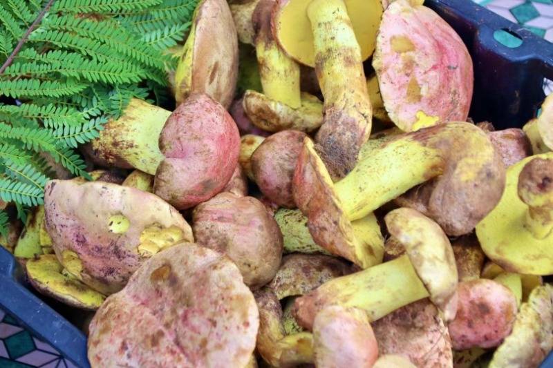打卡玉溪100家小店丨北城兴隆菌子园——玉溪野生菌美食江湖的传奇