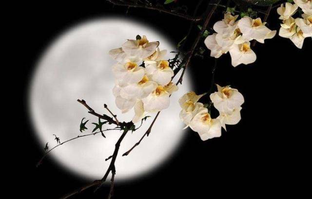 苏轼大醉后写下一首词,开头和结尾都是千古名句