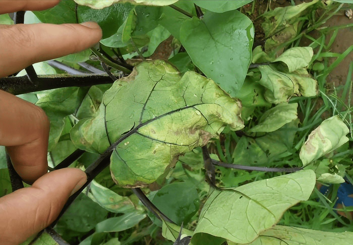 茄子黄萎病防治方法