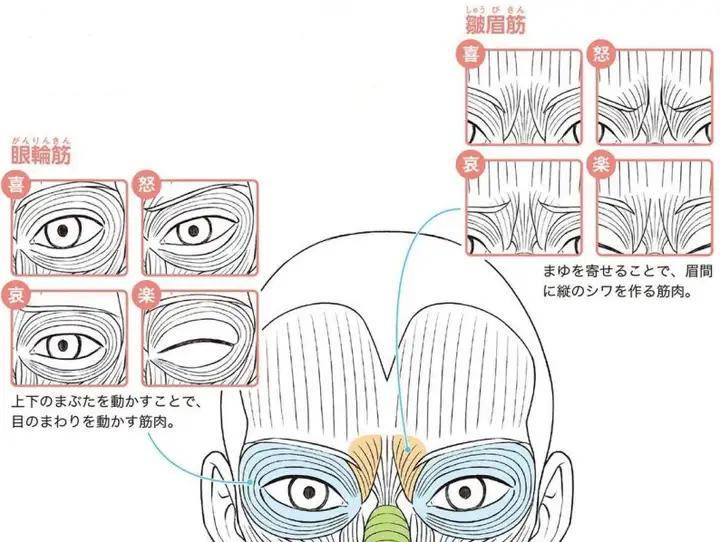 人物面部表情和肌肉的关系!