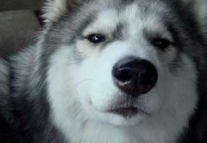 二哈想亲朋友,朋友拒绝它后转头亲了别人,二哈的小表情亮了