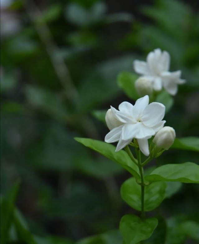 好一朵美丽的茉莉花