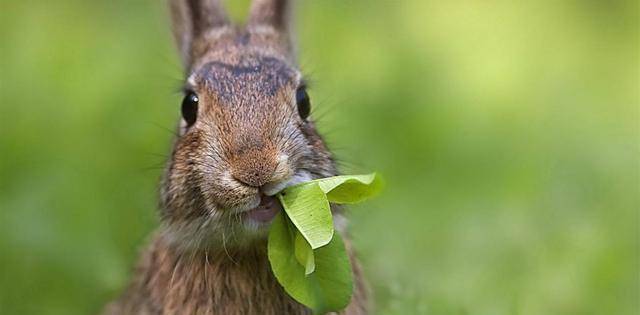 老祖宗说:"兔子不吃窝边草",其实下半句才经典,却少有