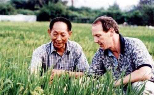 为了这个梦想,袁隆平将心全部放在了杂交水稻研究上,长达半个世纪.