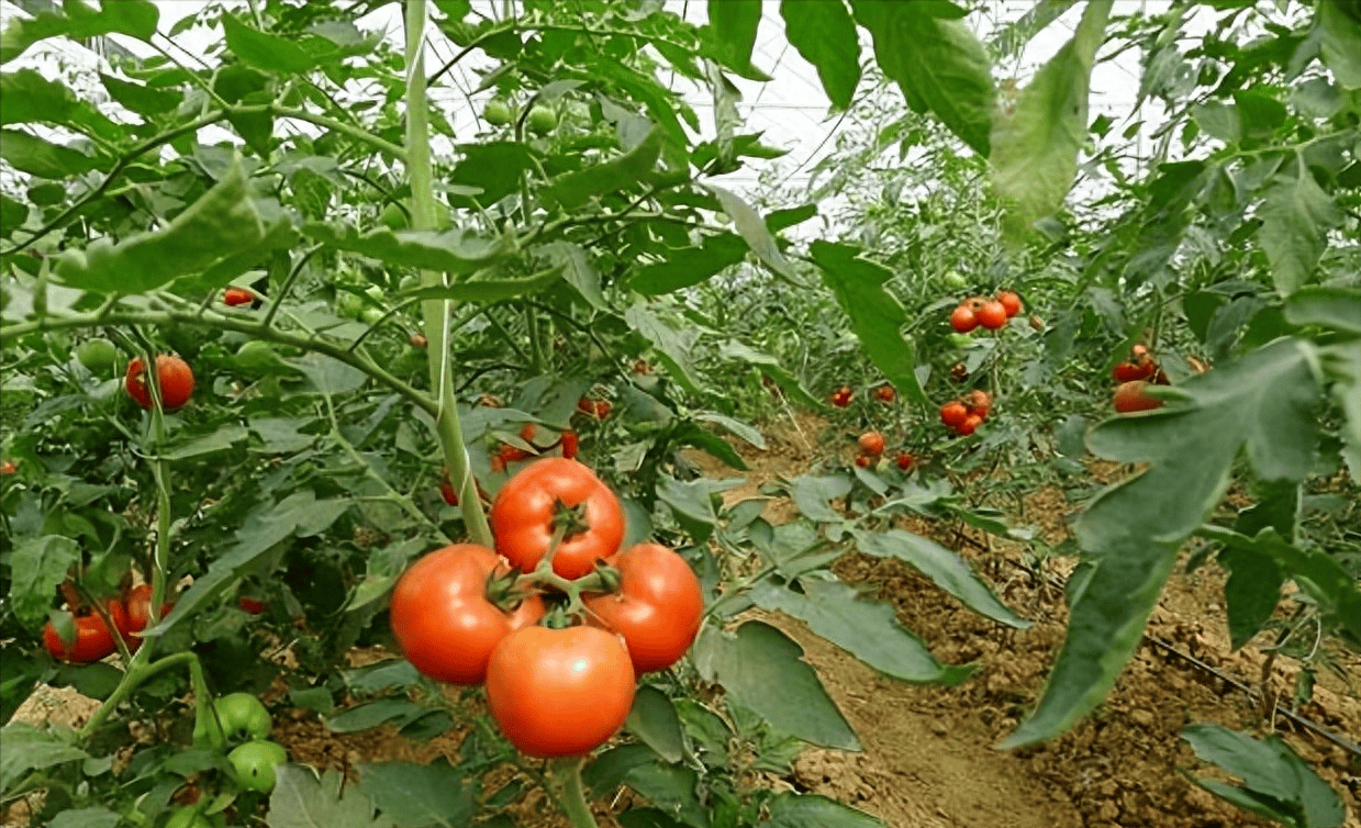 西红柿如何打底叶_果实_病害_叶片