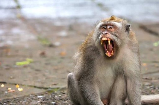 生肖猴6月17号开始行大运,吉星庇佑运势提升,观音送子