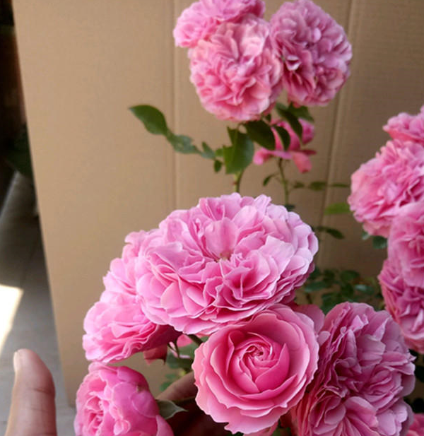 月季,养根是"前提",方方面面都要涉及