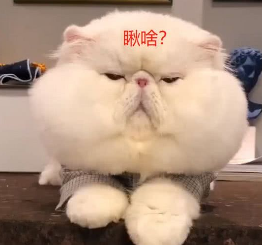 史上最胖加菲猫,30斤体重头就占了十斤,被天天捏脸捏定型了?