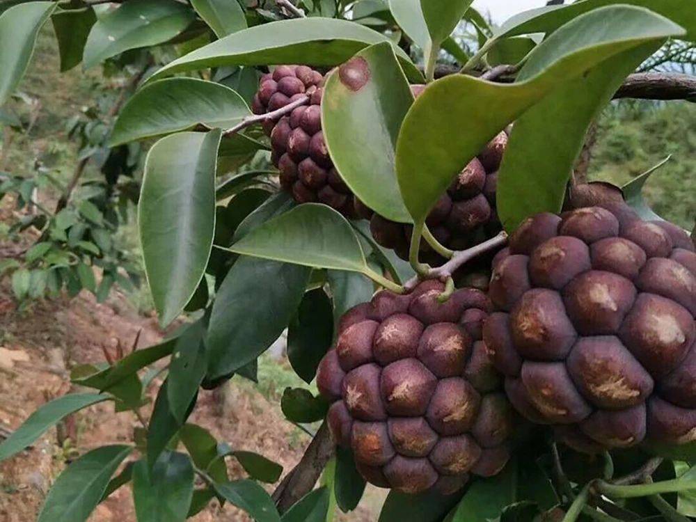 "这也就让酒饭团成了很多农民眼中"最坑"的野果种植项目