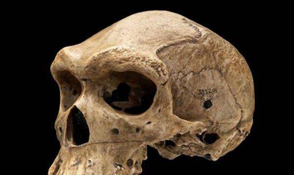 暴龙化石头部发现子弹孔,谁在6500万年前开了一枪?至今迷雾重重