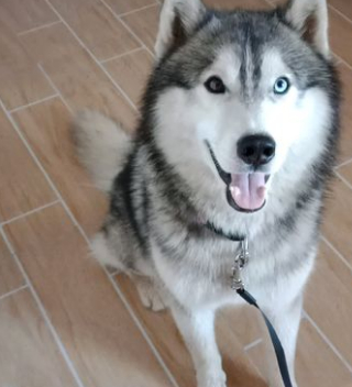 流浪哈士奇跟着网友回家,住了几天后不辞而别,这家二哈不满意!