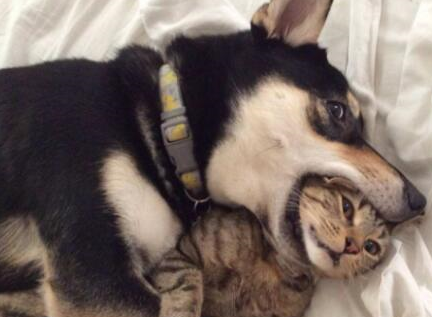 哈士奇在家独处的时候,如何保障它的安全