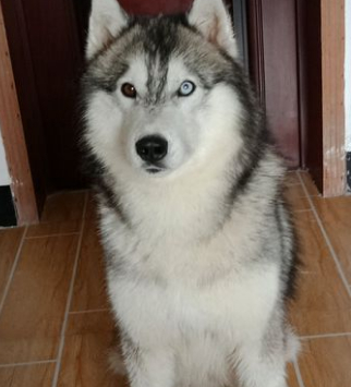 流浪哈士奇跟着网友回家,住了几天后不辞而别,这家二哈不满意!