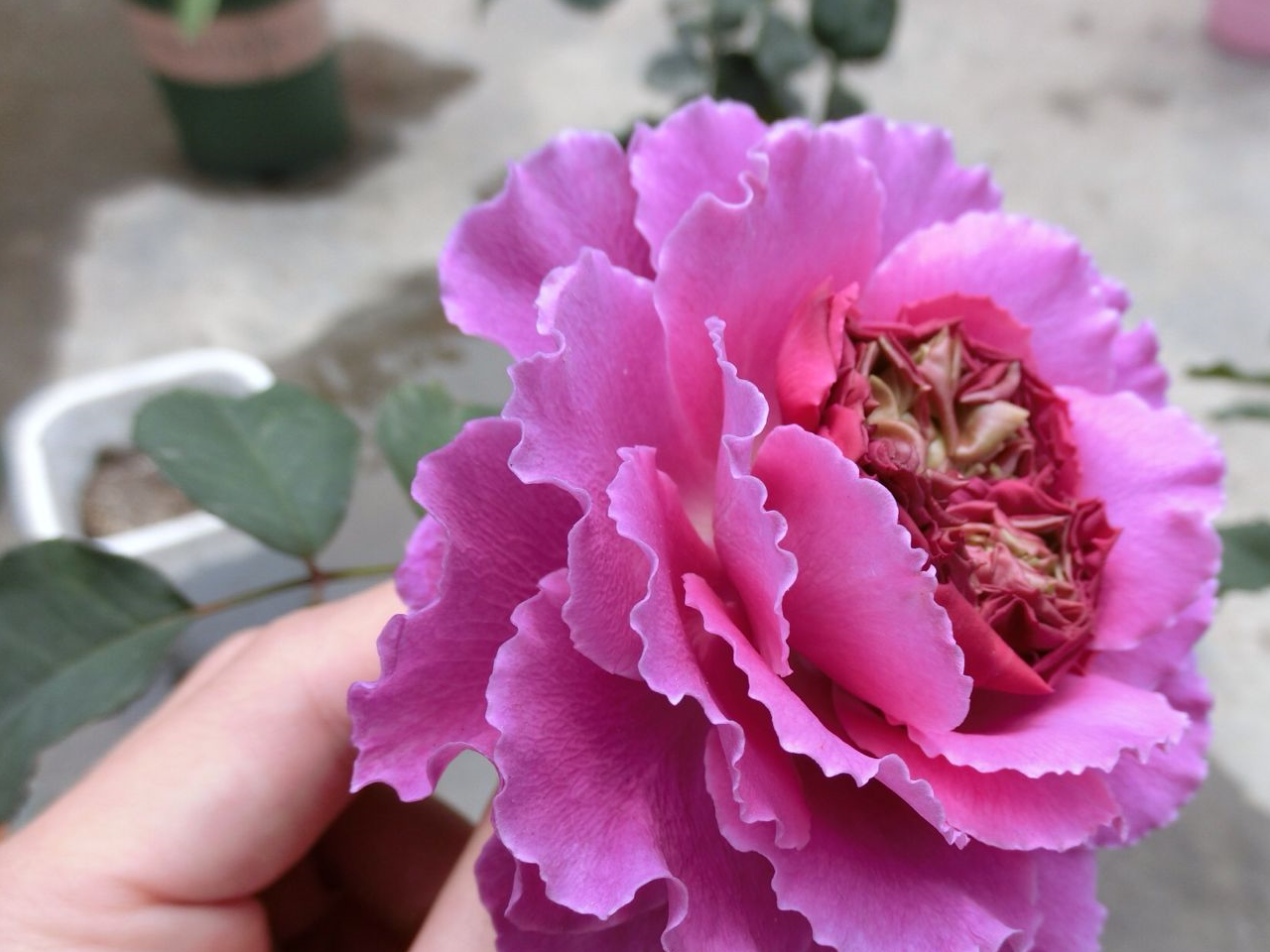 最像牡丹的月季花,花色漂亮,芳香四溢,一年四季开花,值得拥有