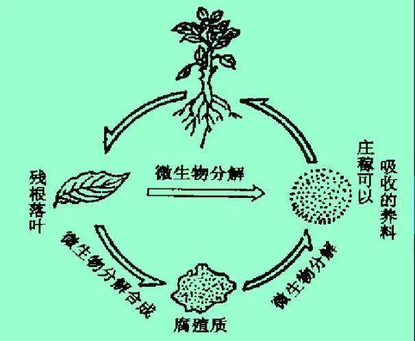 土壤微生物示意图图片