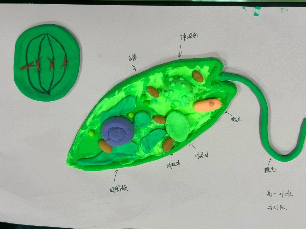 "生"生不息,格"物"致知——自立中学生物模型制作大赛