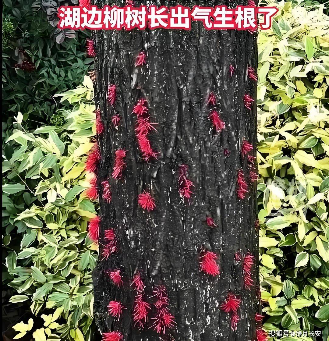 南方潮湿到树都长出气生根了,网友惊呼"自然魔法"!_柳树上_植物_环境