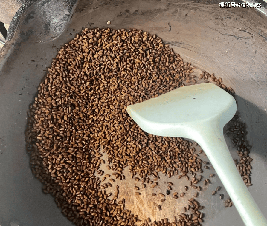 这植物长得像花生,果实油光发亮,俗称"决明子",泡水喝