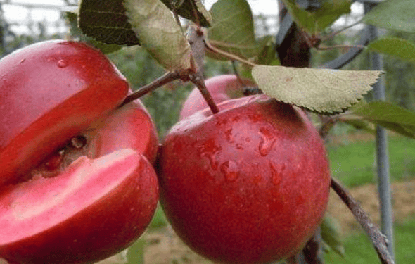 这种水果的果肉是红色的,长得像苹果,价格却是苹果的四倍