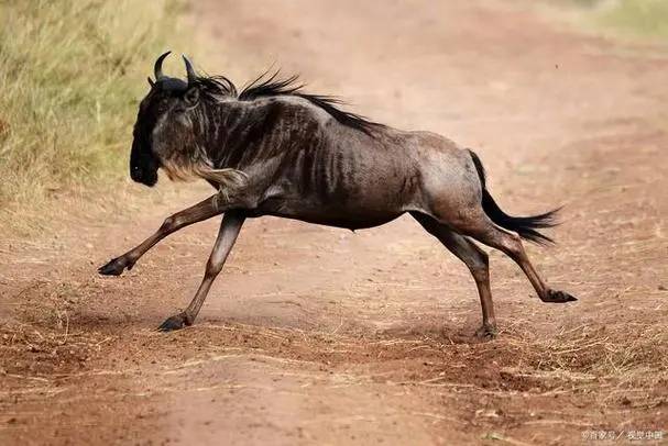   引起 非洲草原上的“粮库”角马，是传统文化中王艳手下的鬼卒。 